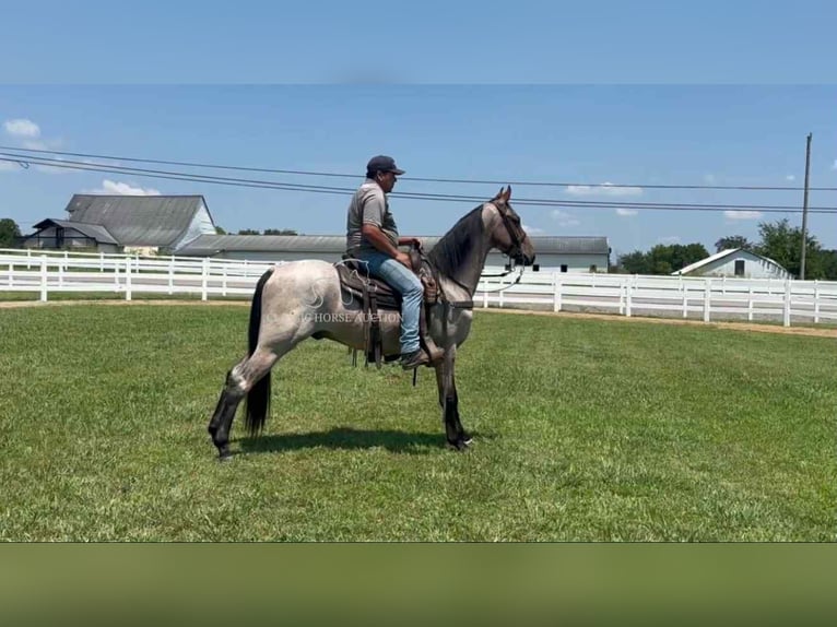 Tennessee konia Wałach 2 lat 152 cm Gniada in Lewisburg