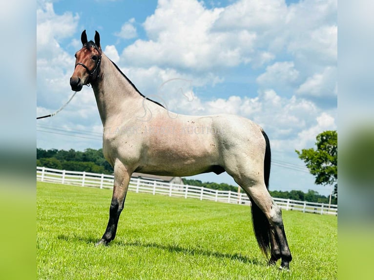 Tennessee konia Wałach 2 lat 152 cm Gniada in Lewisburg
