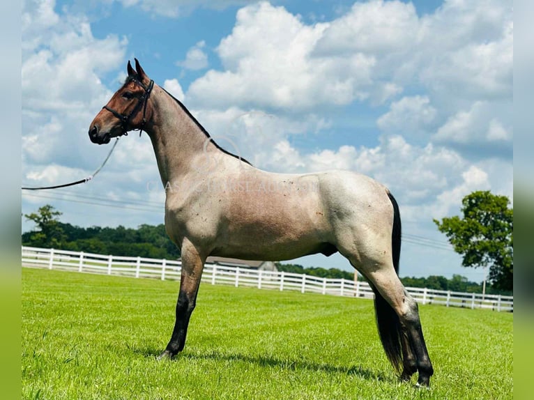 Tennessee konia Wałach 2 lat 152 cm Gniada in Lewisburg