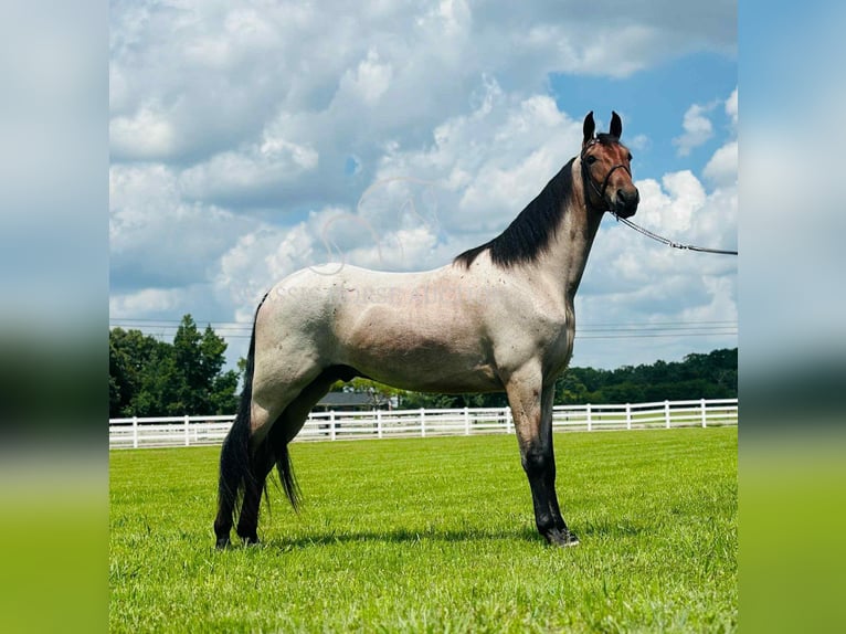 Tennessee konia Wałach 2 lat 152 cm Gniada in Lewisburg