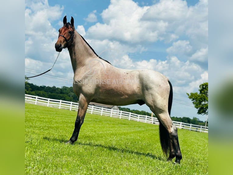 Tennessee konia Wałach 2 lat 152 cm Gniada in Lewisburg