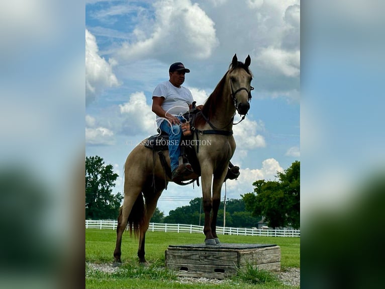 Tennessee konia Wałach 2 lat 152 cm Jelenia in Lewisburg, TN