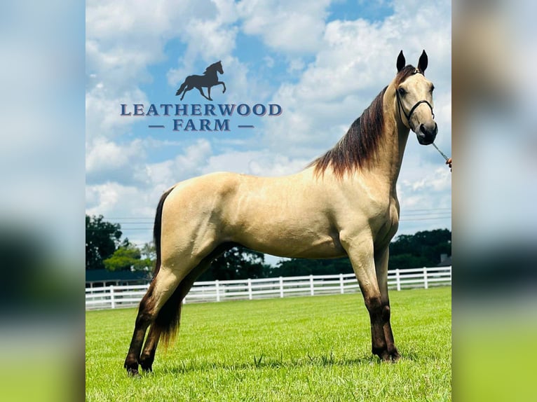 Tennessee konia Wałach 2 lat 152 cm Jelenia in Lewisburg, TN