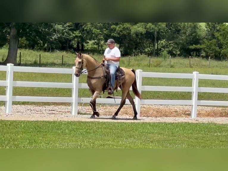 Tennessee konia Wałach 2 lat 152 cm Jelenia in Lewisburg, TN