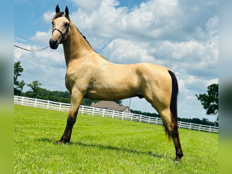 Tennessee konia Wałach 2 lat 152 cm Jelenia in Lewisburg, TN