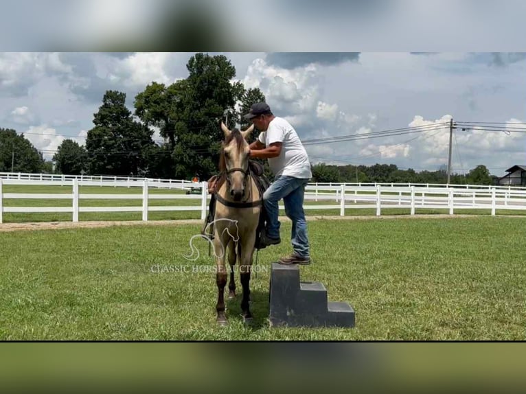Tennessee konia Wałach 2 lat 152 cm Jelenia in Lewisburg, TN