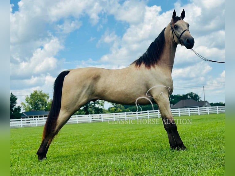 Tennessee konia Wałach 2 lat 152 cm Jelenia in Lewisburg, TN