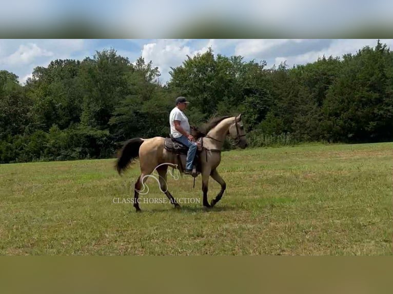 Tennessee konia Wałach 2 lat 152 cm Jelenia in Lewisburg, TN