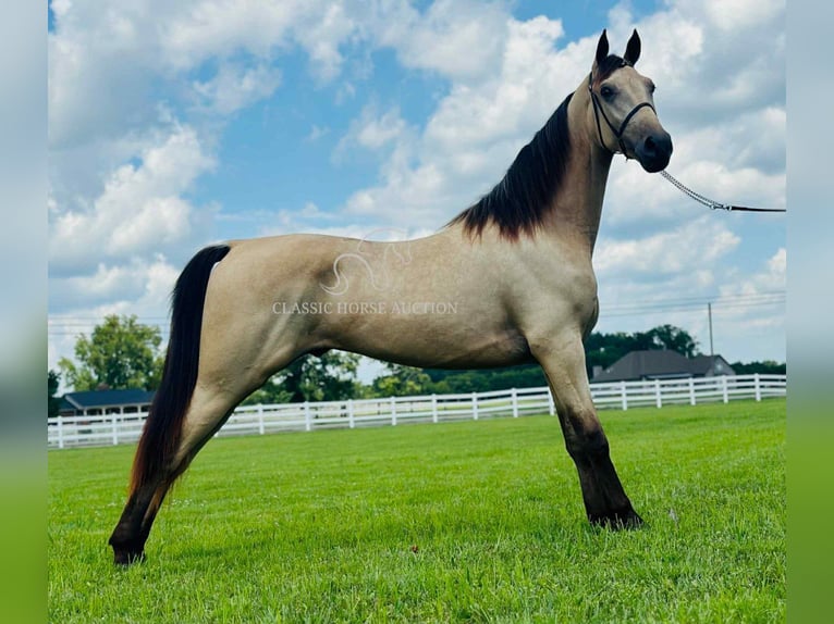 Tennessee konia Wałach 2 lat 152 cm Jelenia in Lewisburg, TN