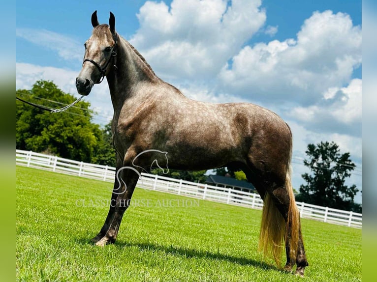 Tennessee konia Wałach 2 lat 152 cm Siwa in Lewisburg, TN