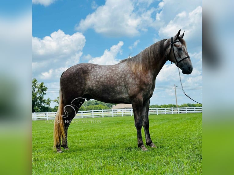 Tennessee konia Wałach 2 lat 152 cm Siwa in Lewisburg, TN