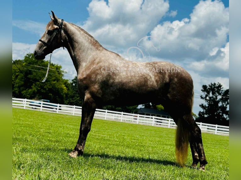 Tennessee konia Wałach 2 lat 152 cm Siwa in Lewisburg, TN