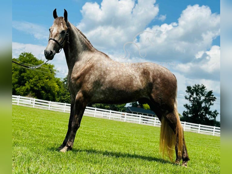Tennessee konia Wałach 2 lat 152 cm Siwa in Lewisburg, TN