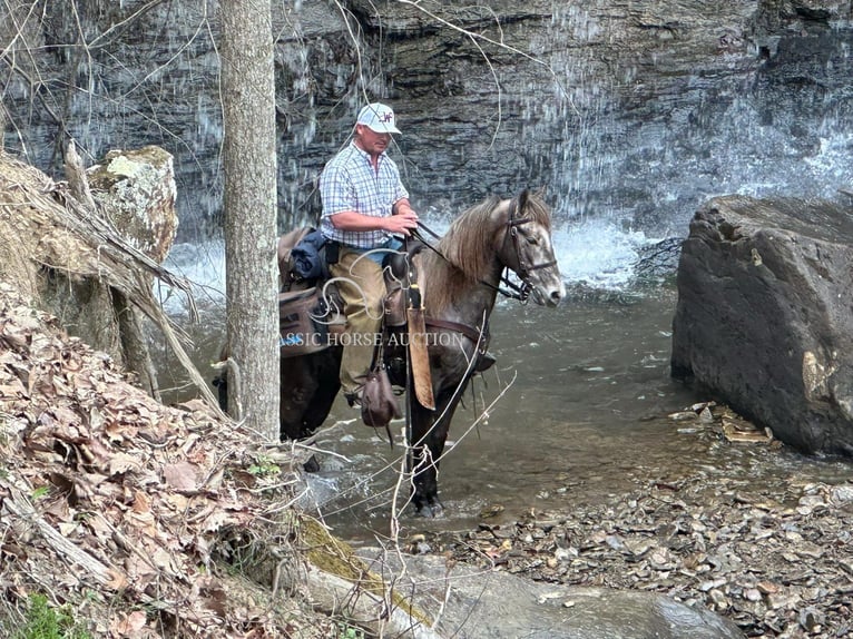 Tennessee konia Wałach 2 lat 152 cm Siwa in Lewisburg, TN