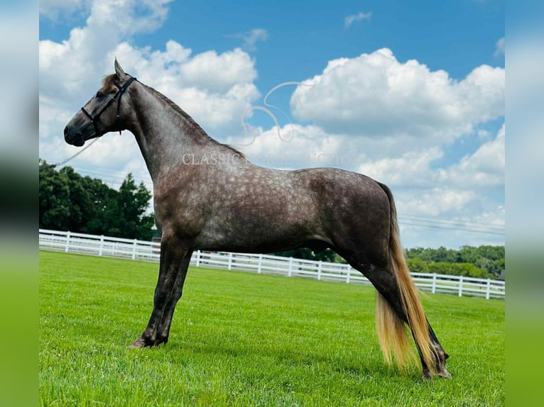 Tennessee konia Wałach 2 lat 152 cm Siwa in Lewisburg, TN