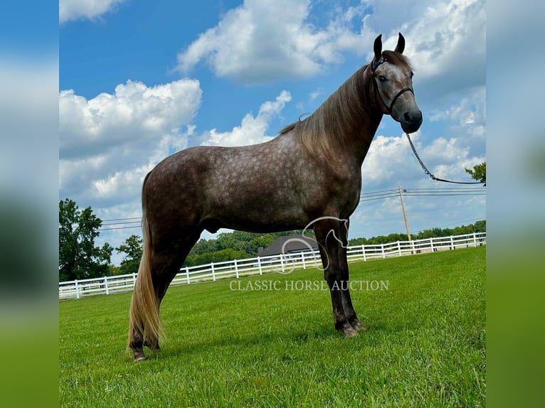 Tennessee konia Wałach 2 lat 152 cm Siwa in Lewisburg, TN
