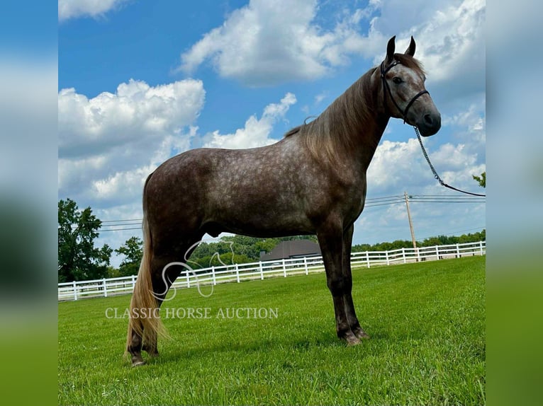 Tennessee konia Wałach 2 lat 152 cm Siwa in Lewisburg, TN