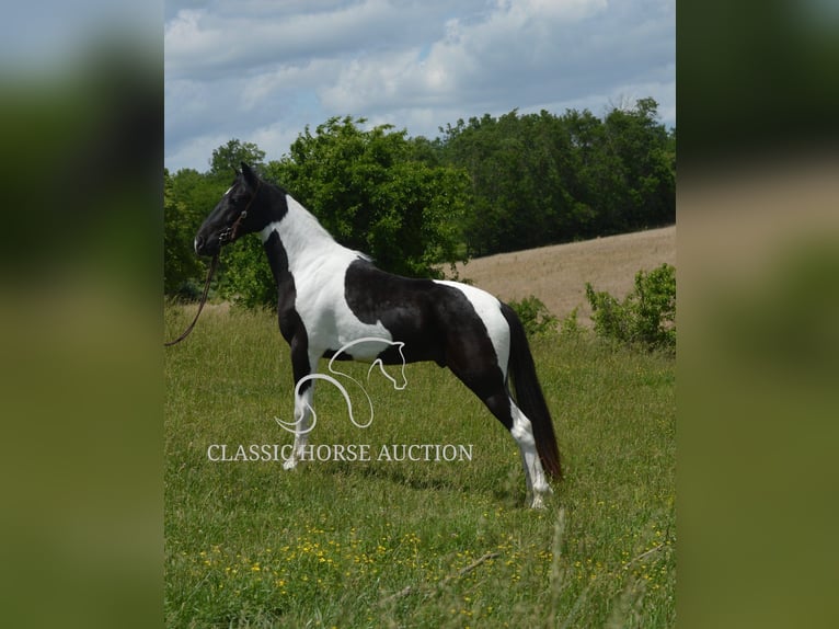 Tennessee konia Wałach 2 lat 152 cm Tobiano wszelkich maści in Hustonville, KY