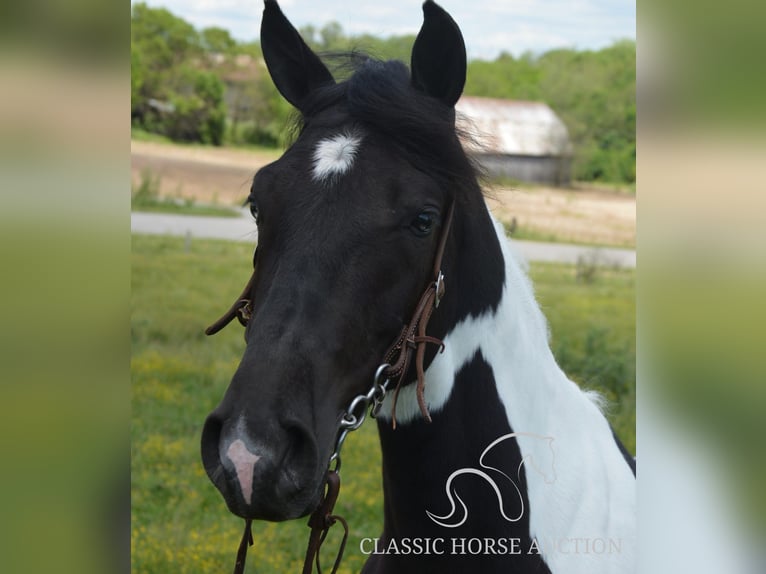 Tennessee konia Wałach 2 lat 152 cm Tobiano wszelkich maści in Hustonville, KY