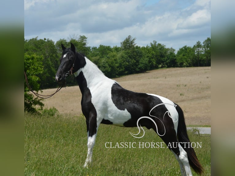 Tennessee konia Wałach 2 lat 152 cm Tobiano wszelkich maści in Hustonville, KY