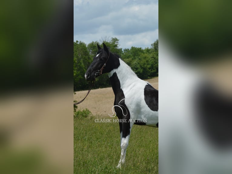 Tennessee konia Wałach 2 lat 152 cm Tobiano wszelkich maści in Hustonville, KY