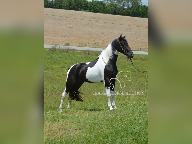 Tennessee konia Wałach 2 lat 152 cm Tobiano wszelkich maści in Hustonville, KY