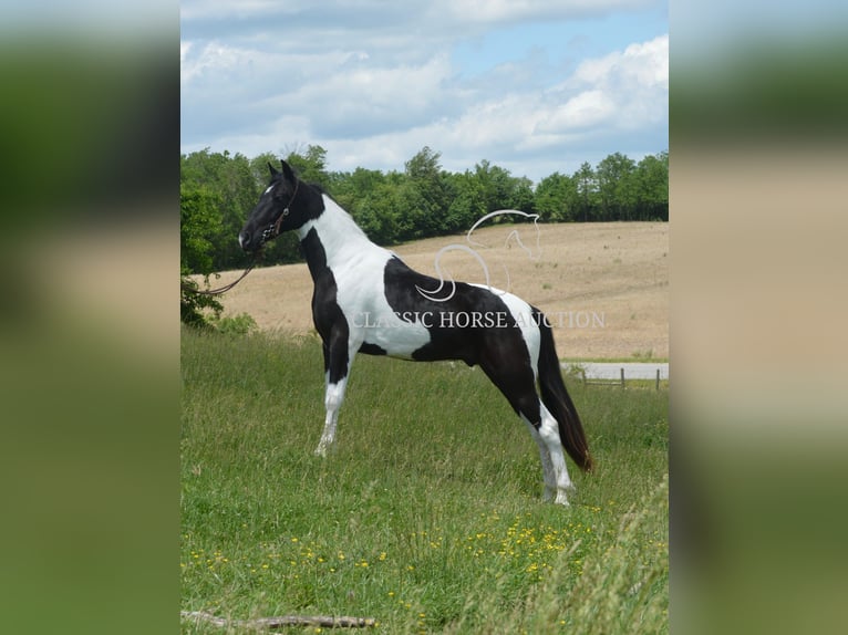 Tennessee konia Wałach 2 lat 152 cm Tobiano wszelkich maści in Hustonville, KY