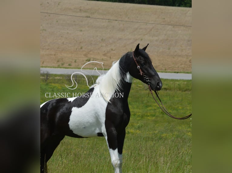 Tennessee konia Wałach 2 lat 152 cm Tobiano wszelkich maści in Hustonville, KY