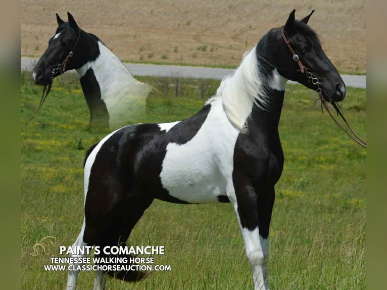 Tennessee konia Wałach 2 lat 152 cm Tobiano wszelkich maści in Hustonville, KY