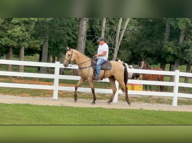 Tennessee konia Wałach 2 lat 163 cm Jelenia in Lewisburg