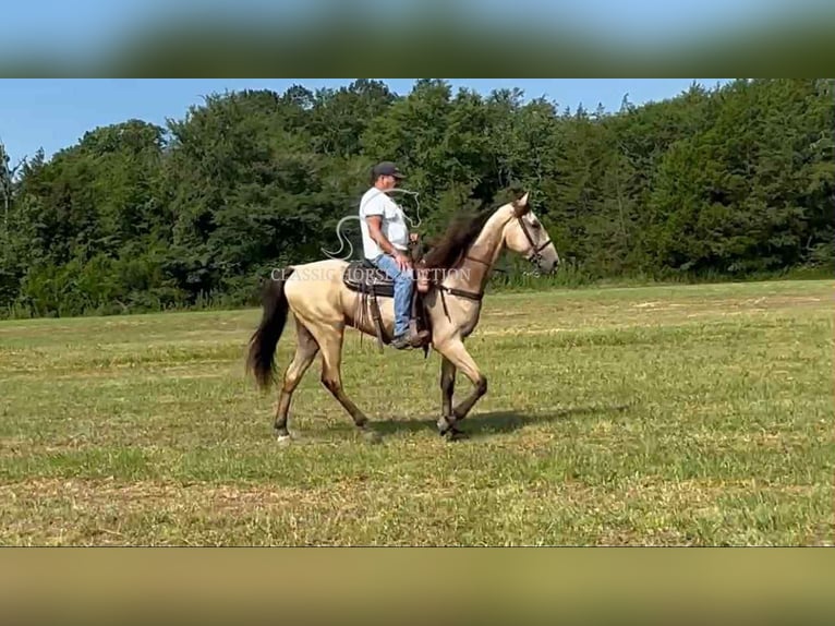 Tennessee konia Wałach 2 lat 163 cm Jelenia in Lewisburg