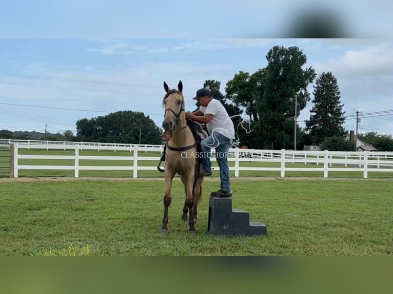 Tennessee konia Wałach 2 lat 163 cm Jelenia in Lewisburg