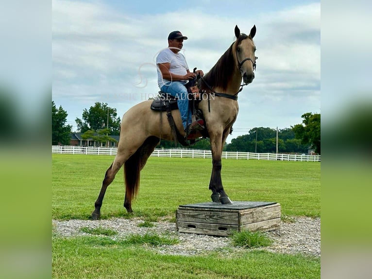 Tennessee konia Wałach 2 lat 163 cm Jelenia in Lewisburg