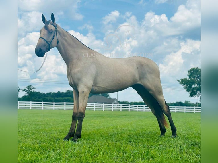 Tennessee konia Wałach 2 lat 163 cm Jelenia in Lewisburg