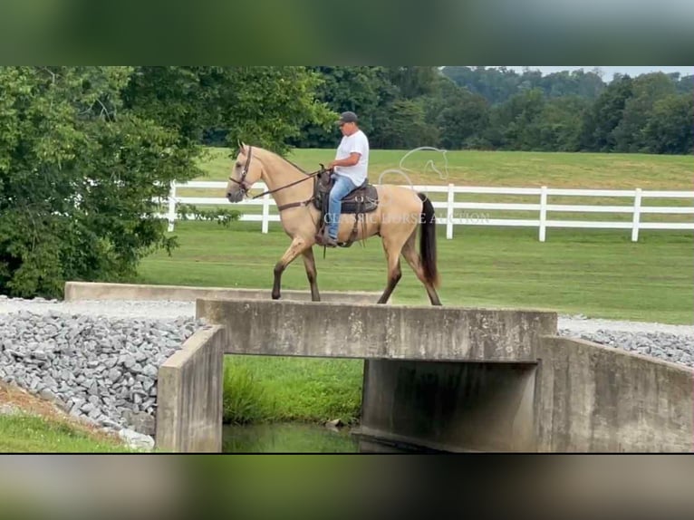 Tennessee konia Wałach 2 lat 163 cm Jelenia in Lewisburg
