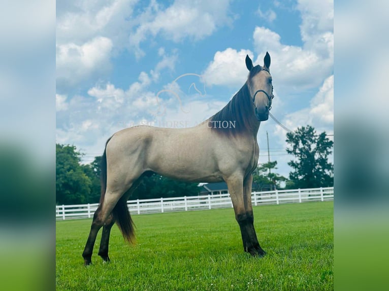 Tennessee konia Wałach 2 lat 163 cm Jelenia in Lewisburg