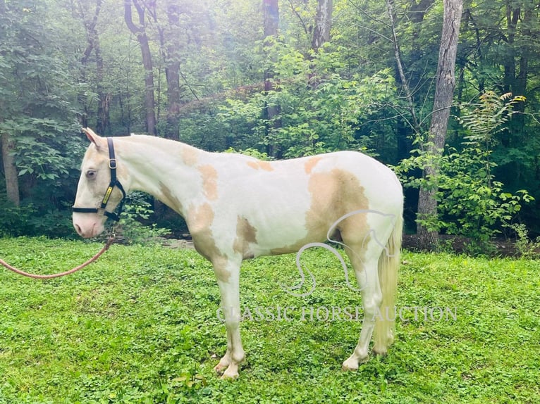 Tennessee konia Wałach 3 lat 142 cm Izabelowata in Tompkinsville, TN