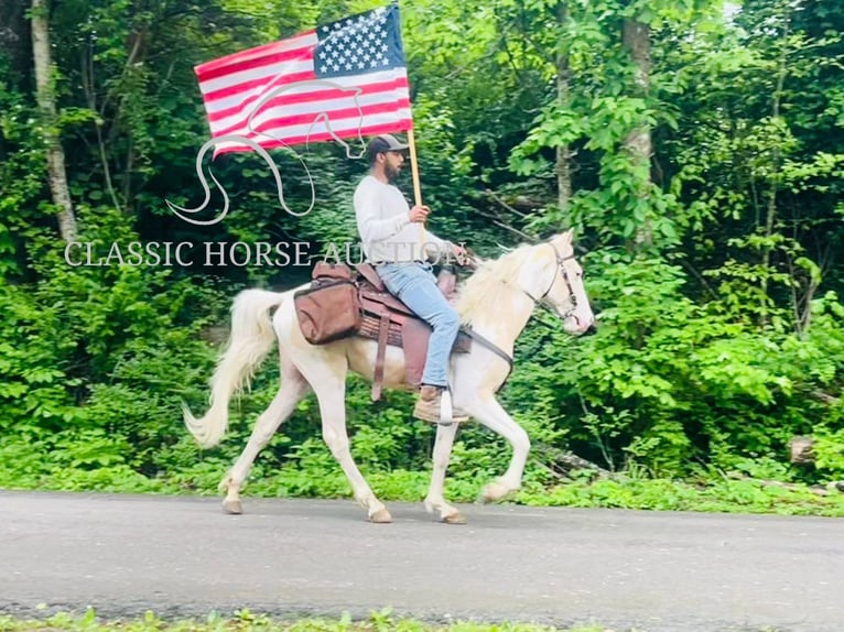 Tennessee konia Wałach 3 lat 142 cm Izabelowata in Tompkinsville, TN