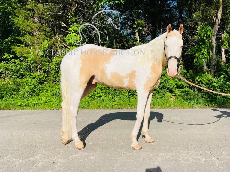 Tennessee konia Wałach 3 lat 142 cm Izabelowata in Tompkinsville, TN