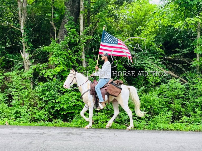 Tennessee konia Wałach 3 lat 142 cm Izabelowata in Tompkinsville, TN