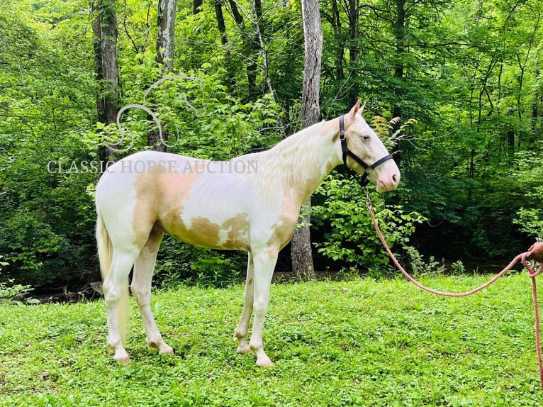Tennessee konia Wałach 3 lat 142 cm Izabelowata in Tompkinsville, TN