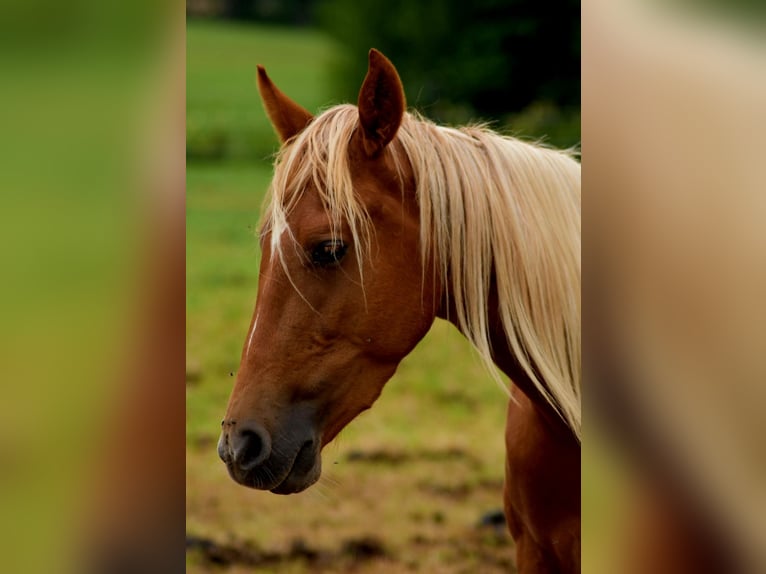 Tennessee konia Wałach 3 lat 150 cm Kasztanowata in Dipperz