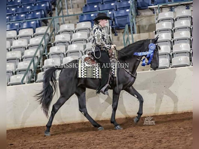 Tennessee konia Wałach 3 lat 152 cm Kara in Malta, OH