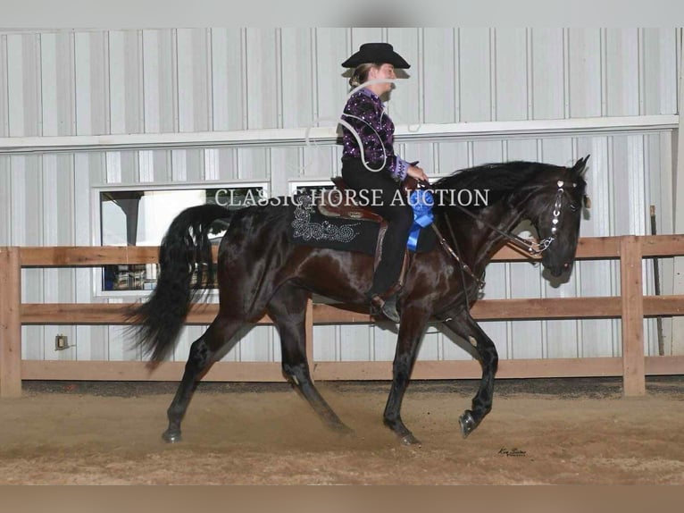 Tennessee konia Wałach 3 lat 152 cm Kara in Malta, OH