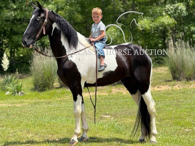 Tennessee konia Wałach 3 lat 152 cm Tobiano wszelkich maści in Whitley City, KY