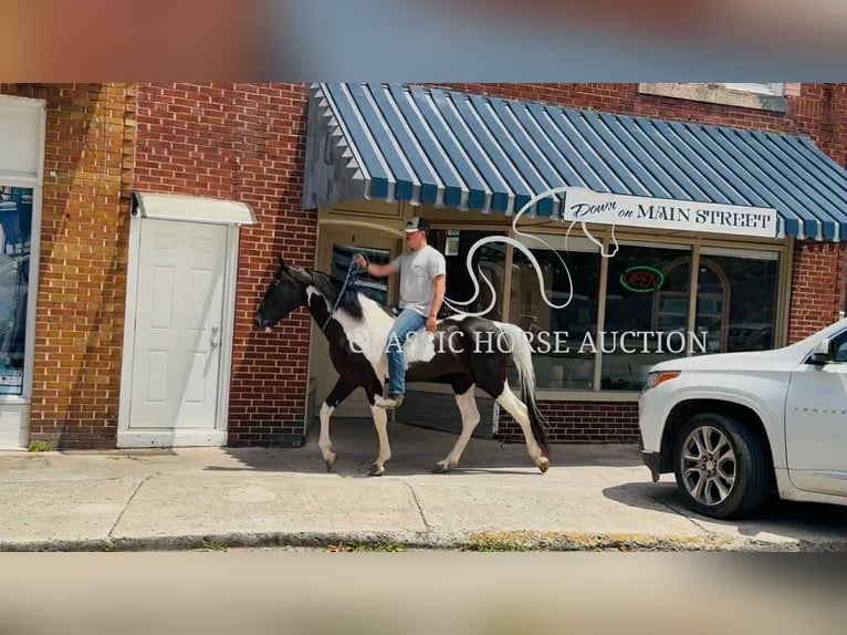 Tennessee konia Wałach 3 lat 152 cm Tobiano wszelkich maści in Whitley City, KY