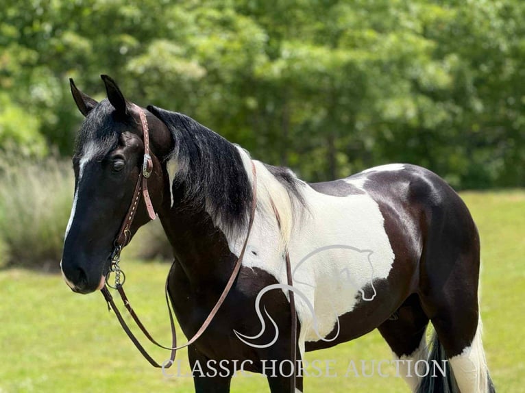 Tennessee konia Wałach 3 lat 152 cm Tobiano wszelkich maści in Whitley City, KY
