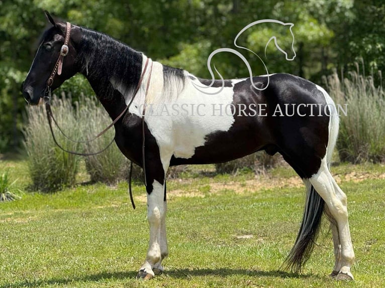 Tennessee konia Wałach 3 lat 152 cm Tobiano wszelkich maści in Whitley City, KY