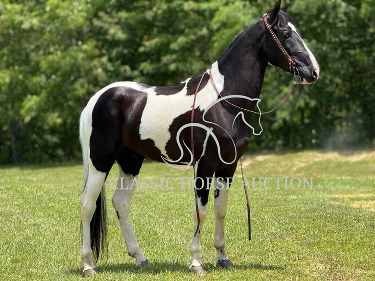 Tennessee konia Wałach 3 lat 152 cm Tobiano wszelkich maści in Whitley City, KY