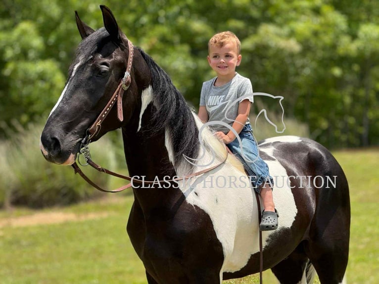 Tennessee konia Wałach 3 lat 152 cm Tobiano wszelkich maści in Whitley City, KY
